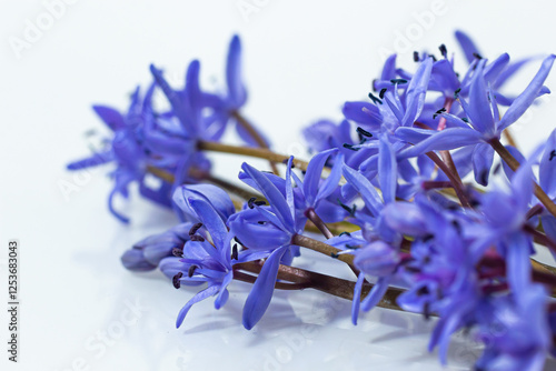 Flower design - floral border made of Scilla bifolia two-leaf squill or alpine squill isolated on white background with space for text. Spring decoration