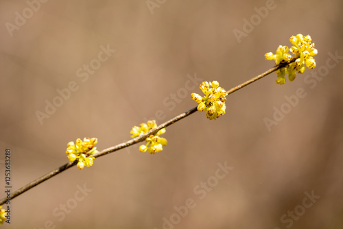 spicebush Lindera benzoin bush tree blossoms in early spring in southern Maryland woodland wetlands