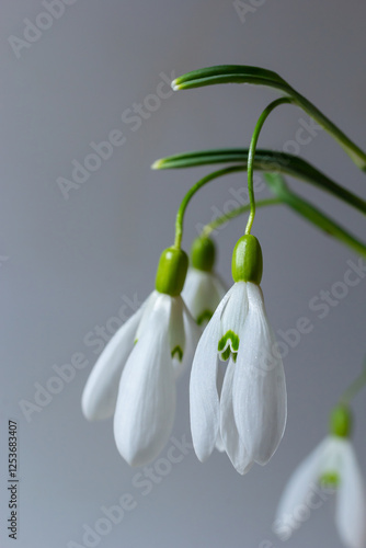 Beautiful snowdrops against light gray background, closeup. Floral background with spring flowers