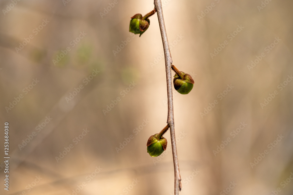 closeup pawpaw blossoms in early spring in southern Maryland Calvert county a native tree and fruit that grows in wetlands food of native Americans and early settlers
closeup pawpaw blossoms in early spring in southern Maryland Calvert county a native tree and fruit that grows in wetlands food of native Americans and early settlers