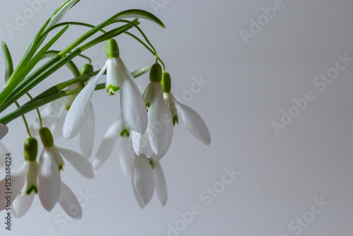 Beautiful snowdrops against light gray background, closeup. Floral background with spring flowers