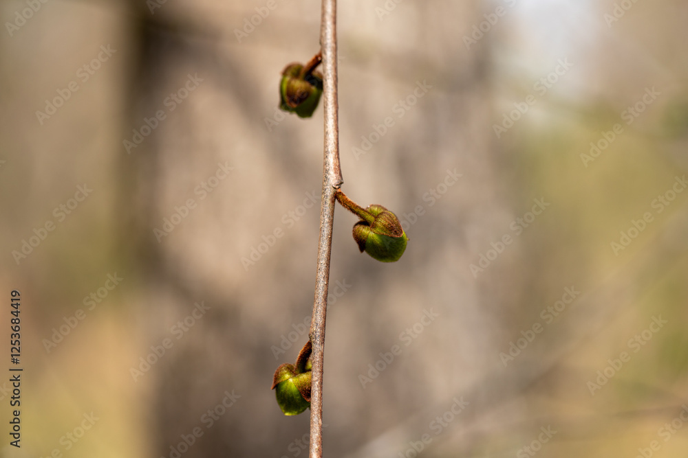 closeup pawpaw blossoms in early spring in southern Maryland Calvert county a native tree and fruit that grows in wetlands food of native Americans and early settlers
closeup pawpaw blossoms in early spring in southern Maryland Calvert county a native tree and fruit that grows in wetlands food of native Americans and early settlers