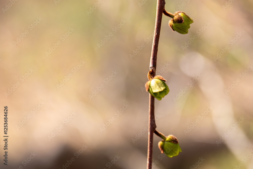 closeup pawpaw blossoms in early spring in southern Maryland Calvert county a native tree and fruit that grows in wetlands food of native Americans and early settlers
closeup pawpaw blossoms in early spring in southern Maryland Calvert county a native tree and fruit that grows in wetlands food of native Americans and early settlers