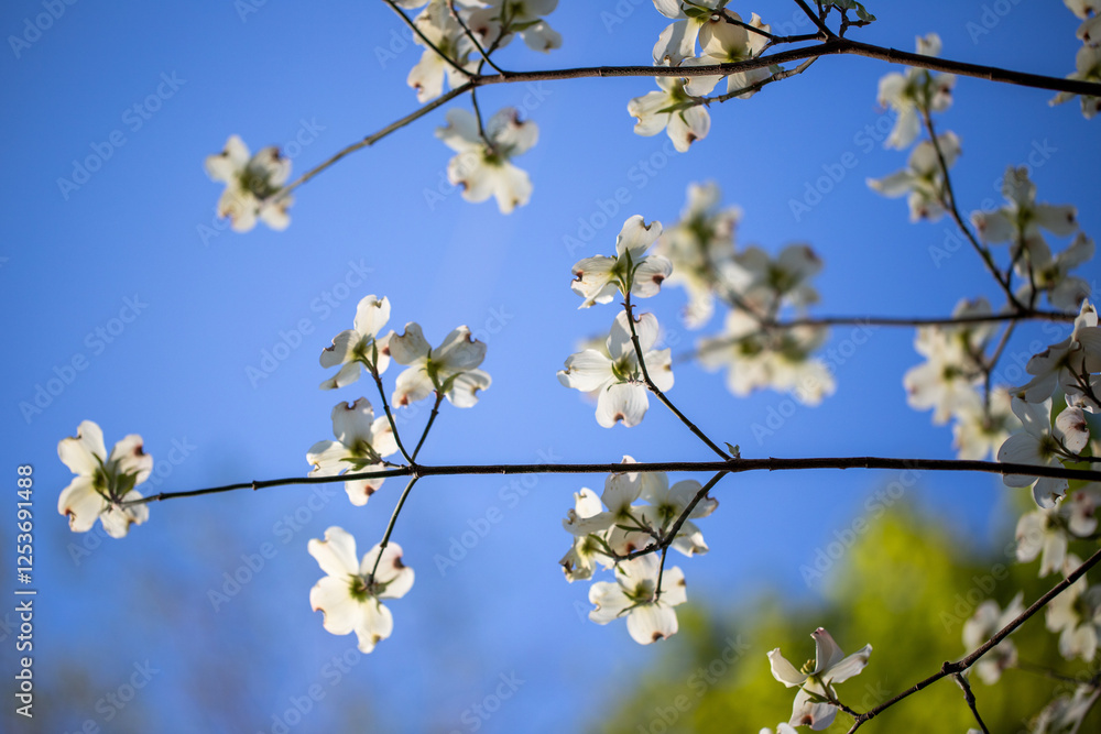 Spring flowering dogwood tree blossom flowers silhouette with  a blue sky in southern Maryland American boxwood corpus cornaceae
