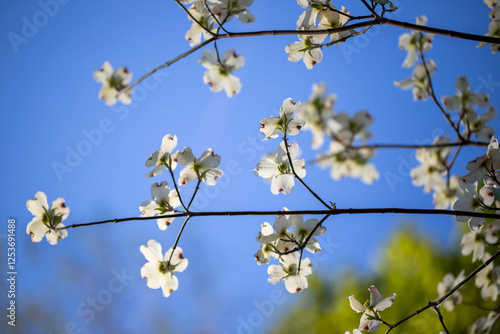 Quadro su tela Spring flowering dogwood tree blossom flowers silhouette with  a blue sky in sou