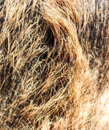 Brown animal fur texture creating wavy pattern close up photo