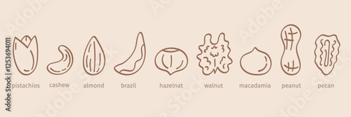 Sketch of nuts. Organic healthy products for snack