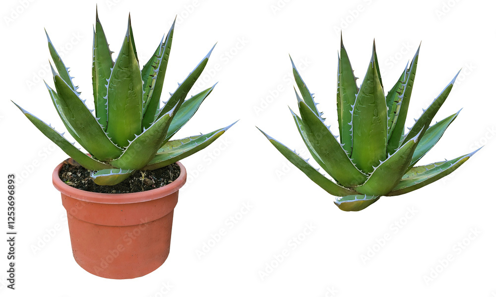 Fototapeta premium aloe vera plant, agave plant, mangave plant isolated on transparent background for landscape