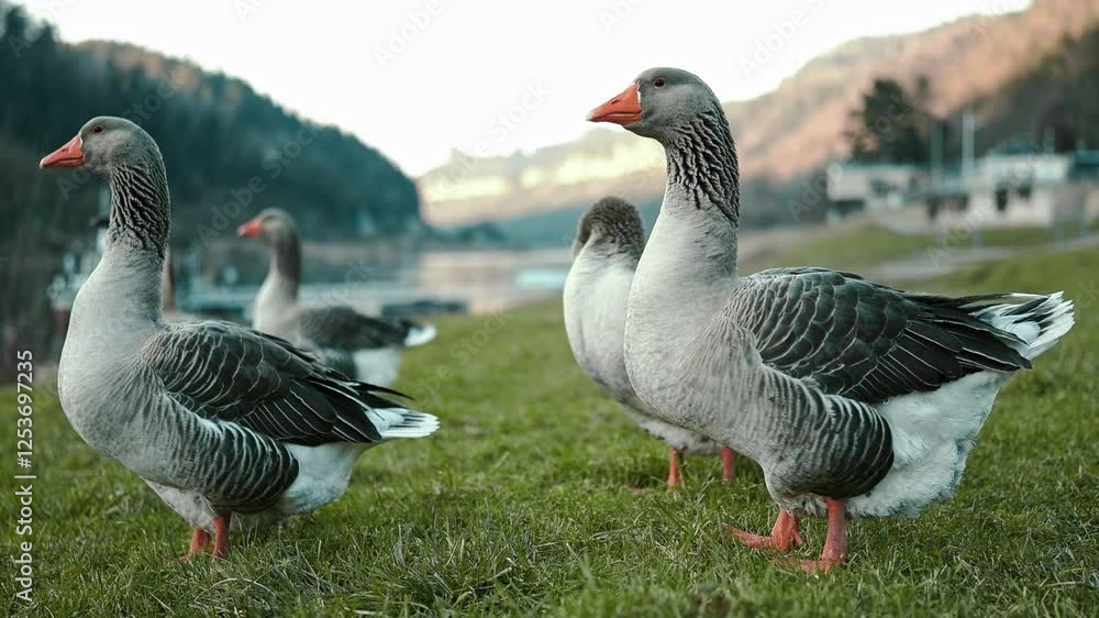 A group of geese standing on a grassy hill with a scenic mountain landscape in the background. The birds are captured in natural daylight, showcasing their detailed feathers and alert posture. A group of geese standing on a grassy hill with a scenic mountain landscape in the background. The birds are captured in natural daylight, showcasing their detailed feathers and alert posture.