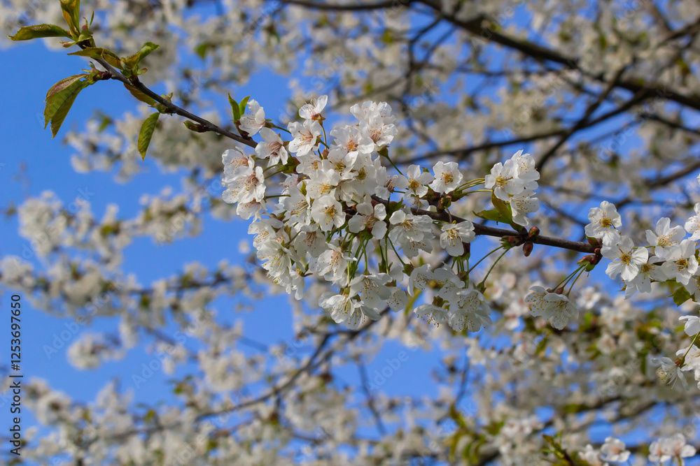 Selective focus of beautiful branches of cherry blossoms on the tree under blue sky, Beautiful Sakura flowers during spring season in the park, Floral pattern texture, Nature background Selective focus of beautiful branches of cherry blossoms on the tree under blue sky, Beautiful Sakura flowers during spring season in the park, Floral pattern texture, Nature background