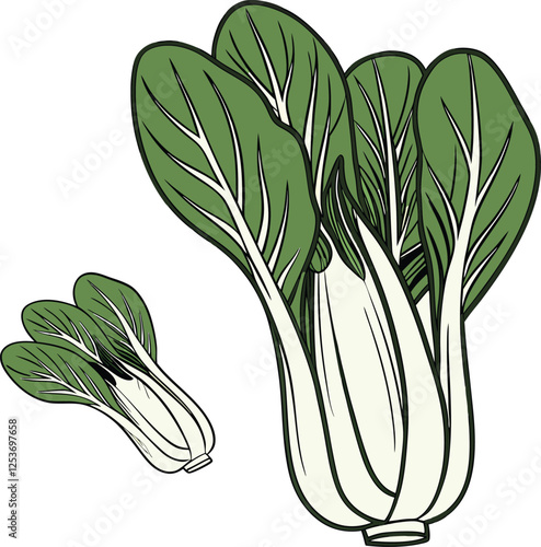 Bok choy cabbage vector illustration in cartoon flat style isolated on white background 