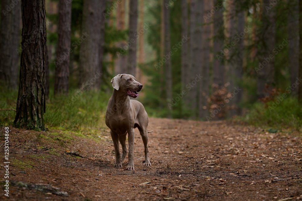 Weimaraner hunting dog in the forest Weimaraner hunting dog in the forest