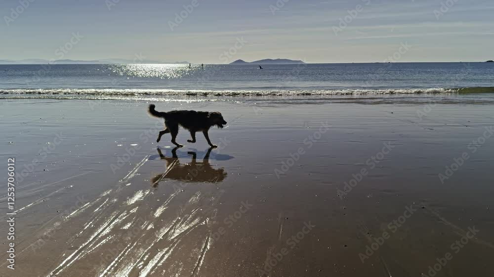 Dog Standing on Wet Sand by the Ocean Dog Standing on Wet Sand by the Ocean