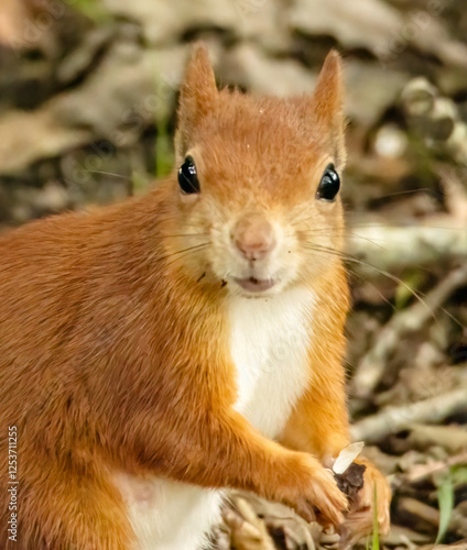 red squirrel in the forest