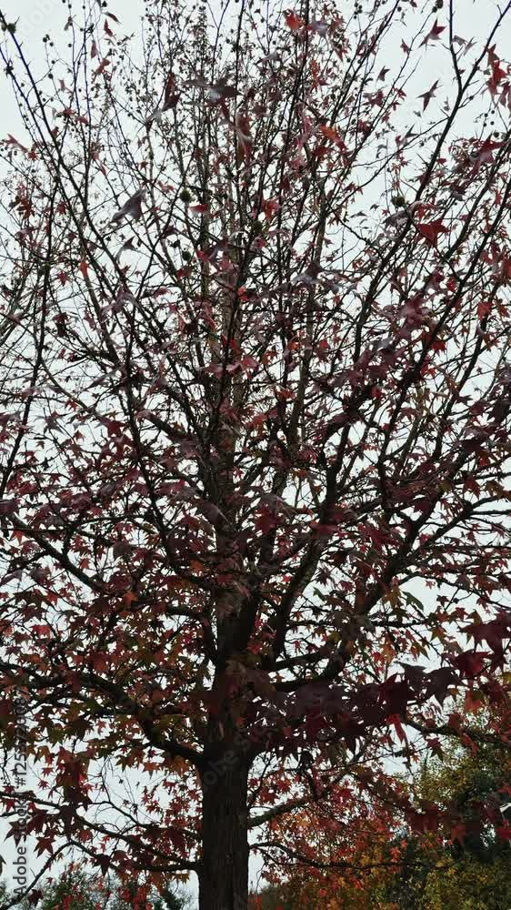 Autumn Tree with Vibrant Red Leaves Against a Cloudy Sky Autumn Tree with Vibrant Red Leaves Against a Cloudy Sky
