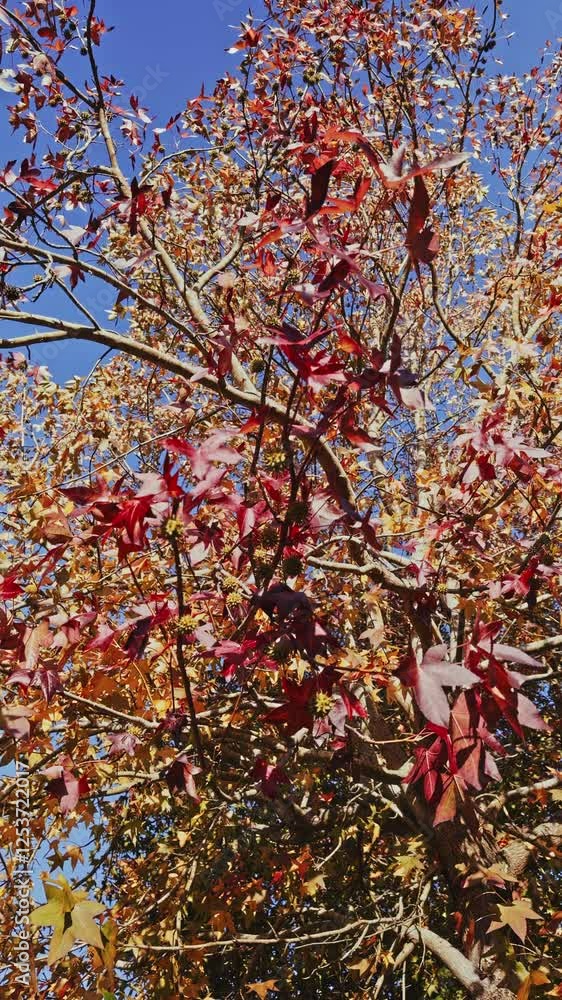 Autumn Tree with Red and Yellow Leaves