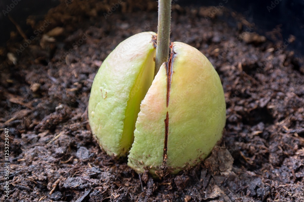 Avocado stone, young fruit tree growing from soil