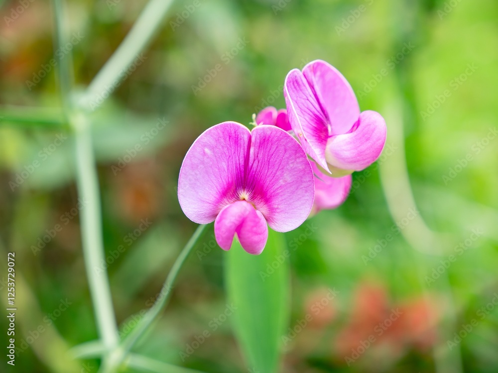 Everlasting pea (lathyrus latifolius) pink flower in garden with shallow DoF