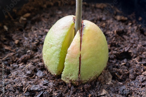 Obraz na płótnie Avocado stone, young fruit tree growing from soil w salonie