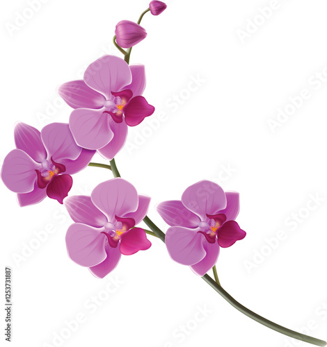 pink orchid isolated on white background