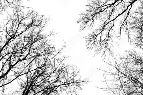Tree branches isolated on white background. Dead tree without leaves. Black trees silhouettes on sky background. Bare branches trees in winter. Branch pattern texture.