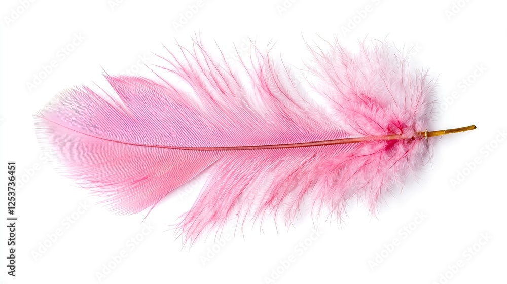 Delicate Soft Pink Feather on White Background for Creative Projects Delicate Soft Pink Feather on White Background for Creative Projects