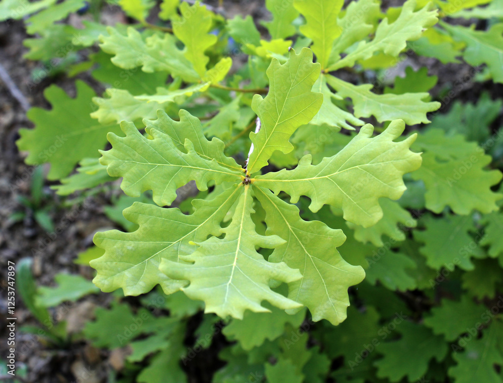 Oak branch with leaves Oak branch with leaves