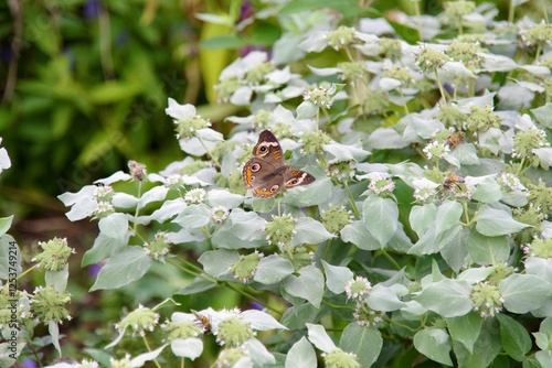 Common Buckeye Butterfly and honeybees on Mountain Mint plants. Chicago, IL, USA. 