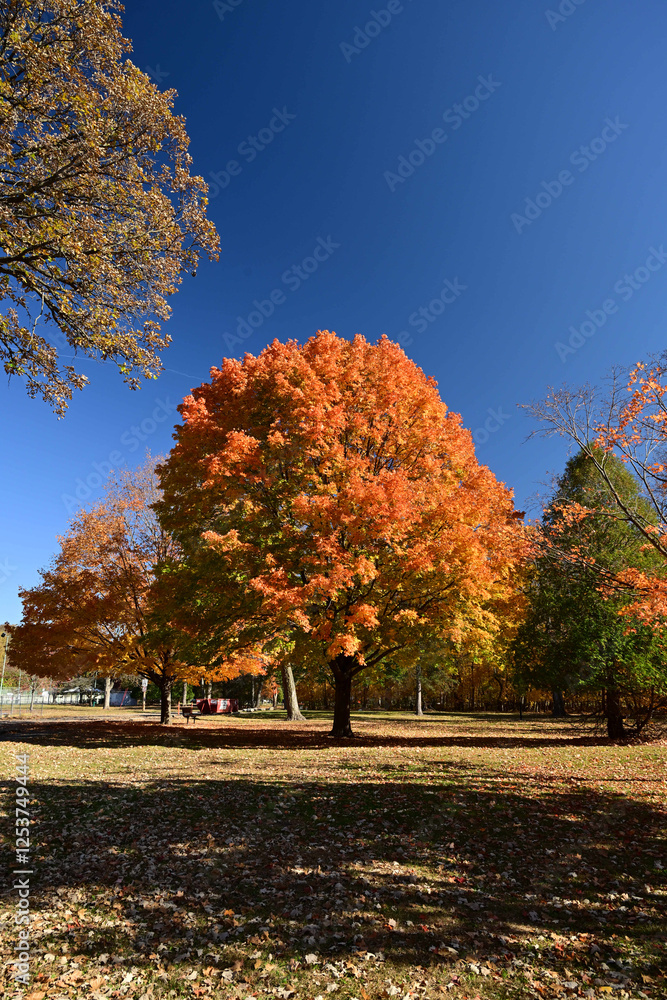 Naklejka premium Fall Foliage