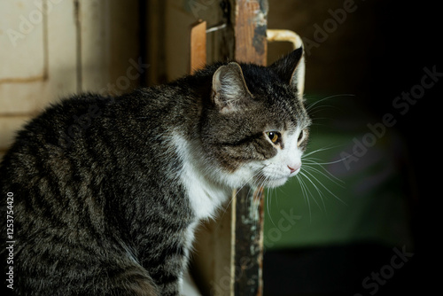cats at a shelter for stray cats in Cheboksary