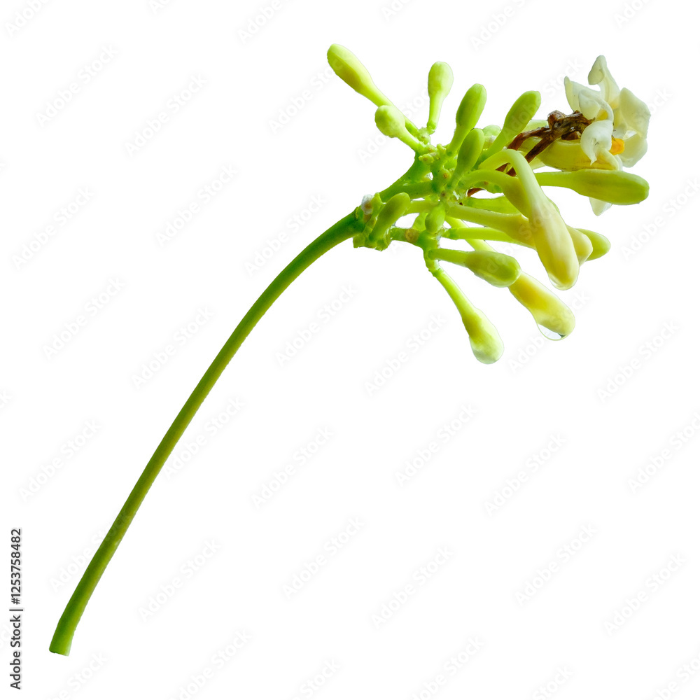 Obraz premium Close-Up of Young Papaya Blossoms Isolated on White