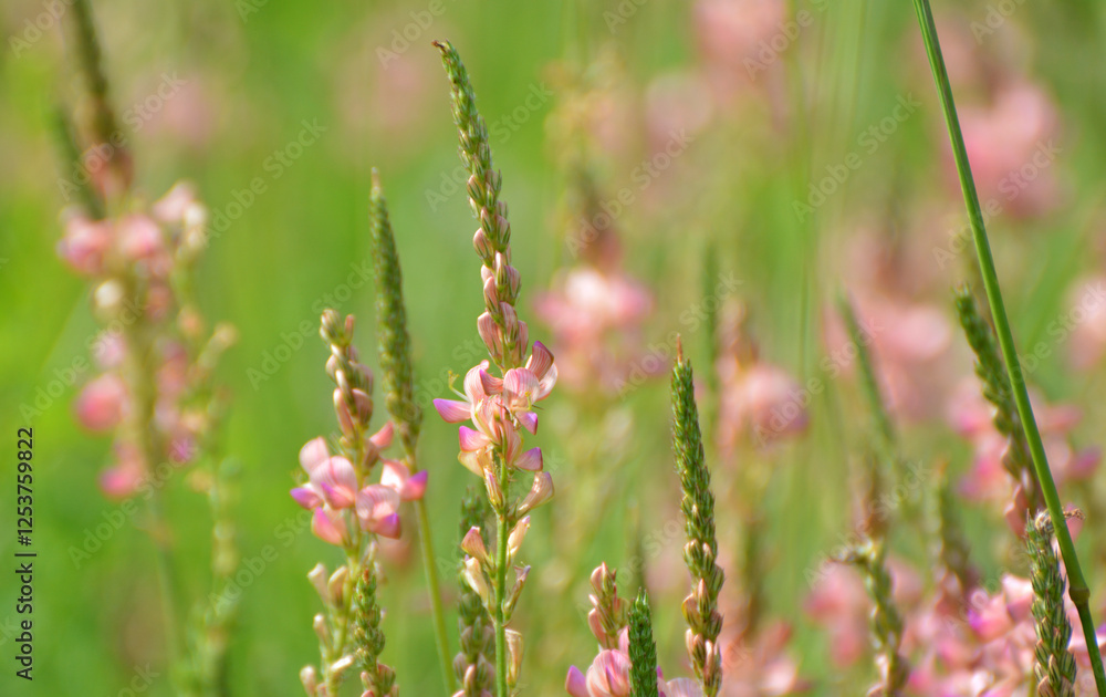 In the meadow among the herbs blooms sainfoin (onobrychis). In the meadow among the herbs blooms sainfoin (onobrychis).