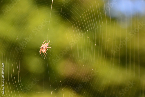 Hot day in the city forest web in the trees spider weaves web trap is ready photo