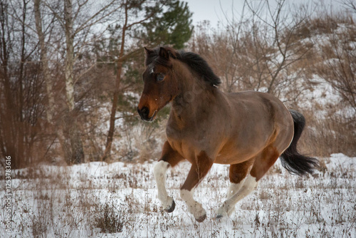Koń galopujący po śniegu w zimowym krajobrazie – wolność, siła i naturalne piękno. Jego dynamiczny ruch i intensywne spojrzenie podkreślają niezależny charakter oraz harmonię z otoczeniem.