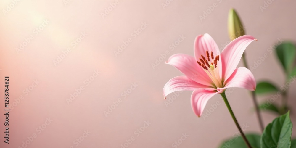 Fototapeta premium A Delicate Pink Lily Blossom in Soft Light, a Symbol of Purity and Grace
