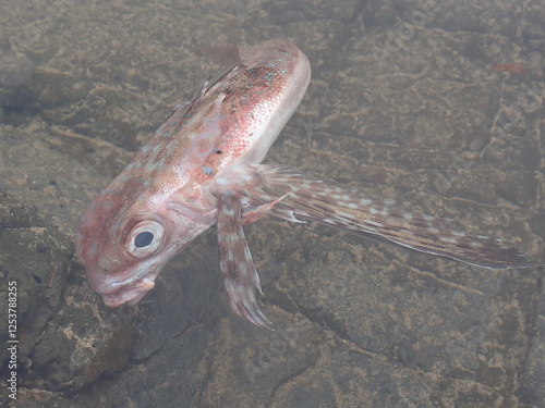 flying gurnard  photo