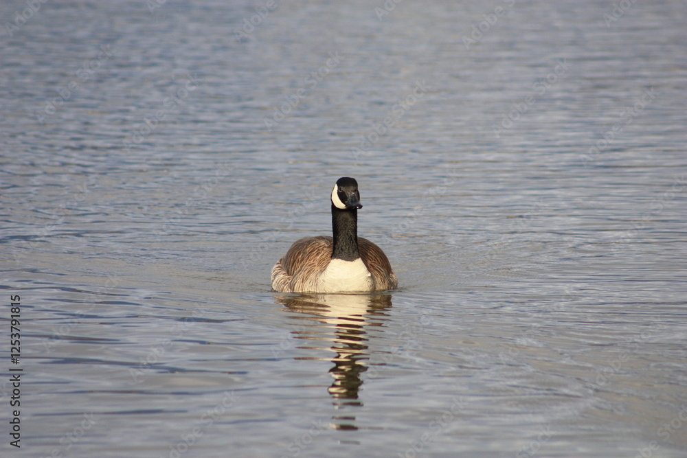 Obraz premium Goose in water