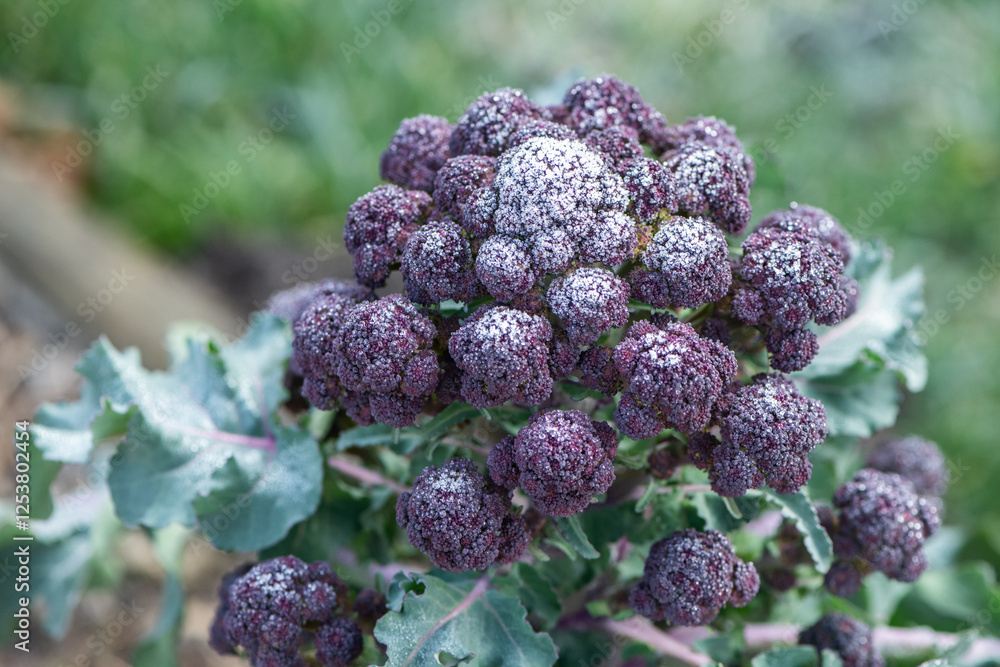 Gemüse im Garten anbauen im Winter, Brokkoli
Gemüse im Garten anbauen im Winter, Brokkoli