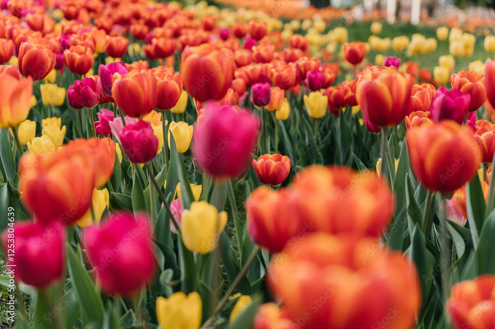 Fototapeta premium Tulips