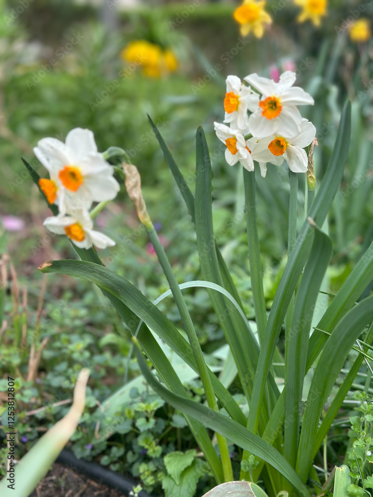 Close-up of white daffodils Narcissus Geranium with vibrant orange centers in a lush spring garden. A perfect representation of nature's elegance and the beauty of blooming flowers. Close-up of white daffodils Narcissus Geranium with vibrant orange centers in a lush spring garden. A perfect representation of nature's elegance and the beauty of blooming flowers.