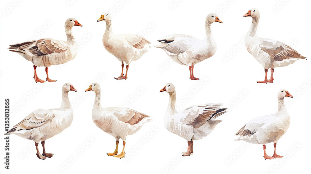 Watercolor Illustration of Diverse Geese Watercolor Illustration of Diverse Geese