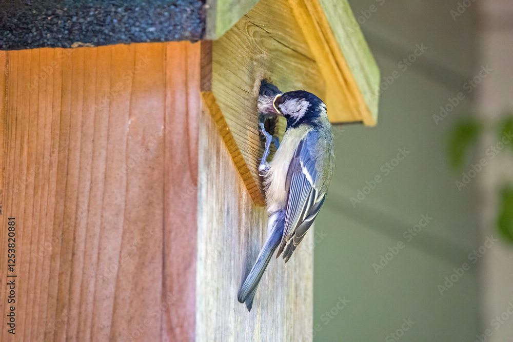 Obraz premium a great tit at the birdhouse feeds the offspring