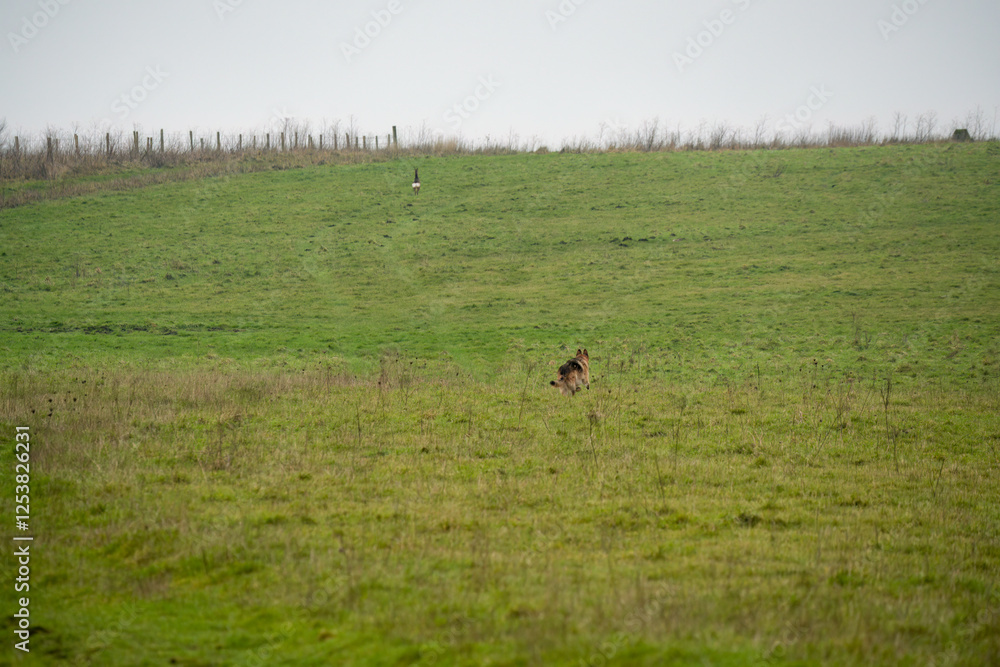 alsatian bitch losing a chase with a wild Roe deer Capreolus capreolus alsatian bitch losing a chase with a wild Roe deer Capreolus capreolus