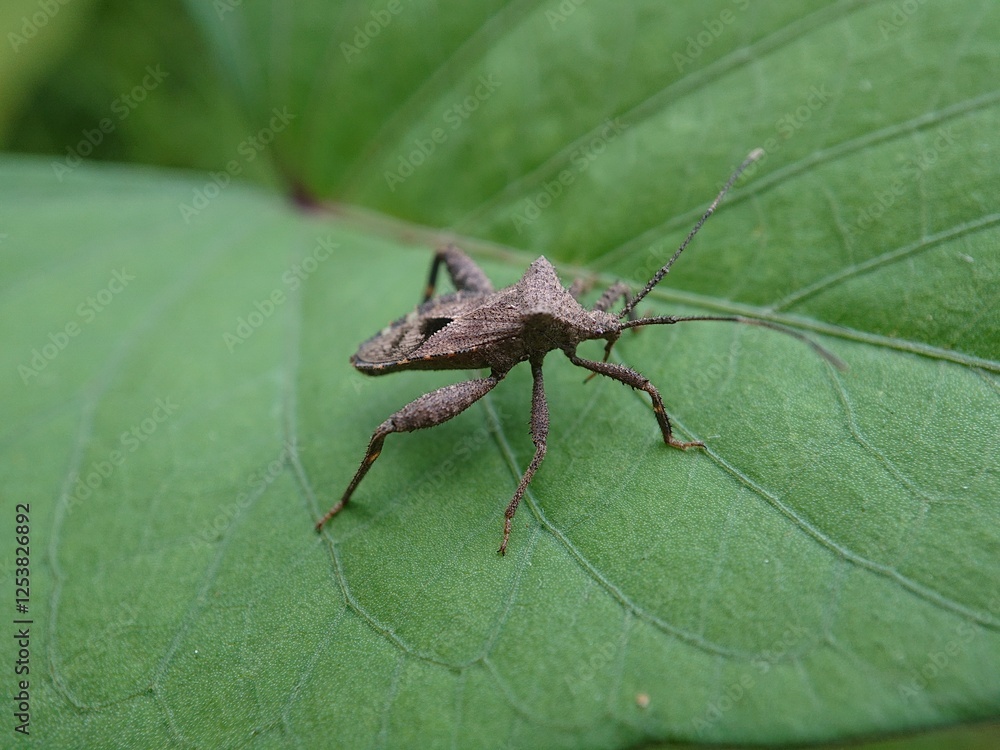Acanthocephala terminalis is a species of leaf-footed bug in the family Coreidae Acanthocephala terminalis is a species of leaf-footed bug in the family Coreidae