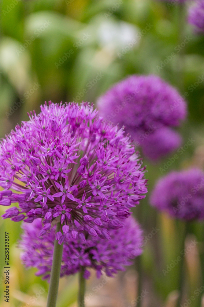 Blooming ornamental garlic clouse up. Beautiful spring landscape Blooming ornamental garlic clouse up. Beautiful spring landscape