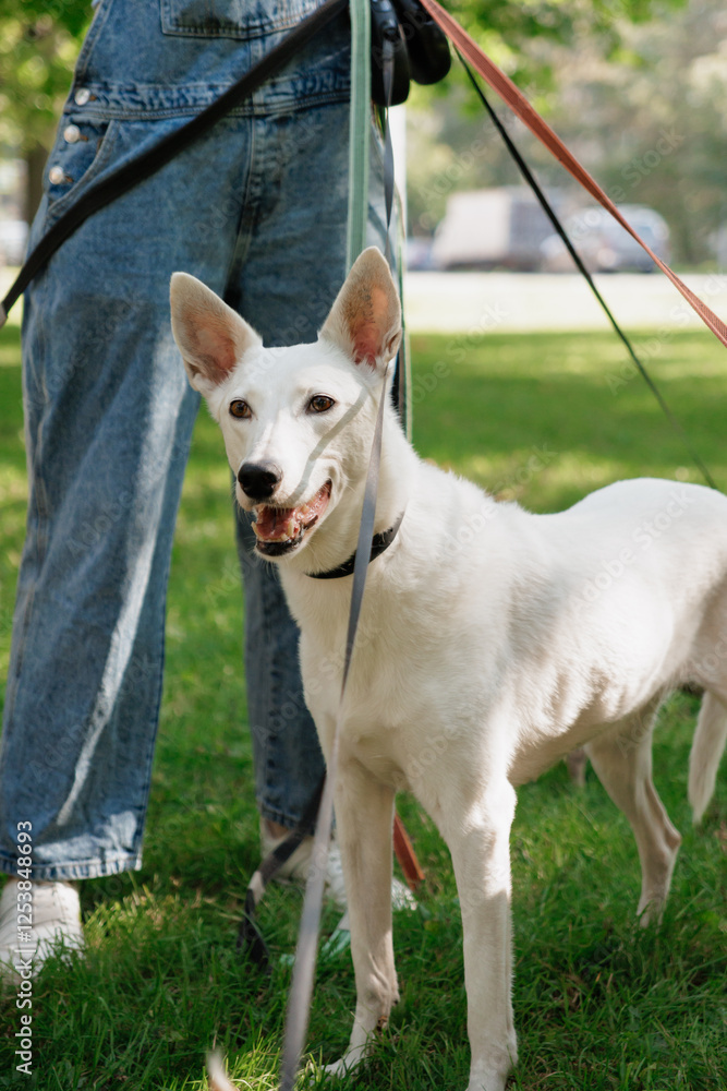 white dog in park on walk with its owner. walking and training of pets during daytime. beautiful white shepherd or Schnauzer on the background of green lawn in a public park. dog friendly, animal care white dog in park on walk with its owner. walking and training of pets during daytime. beautiful white shepherd or Schnauzer on the background of green lawn in a public park. dog friendly, animal care