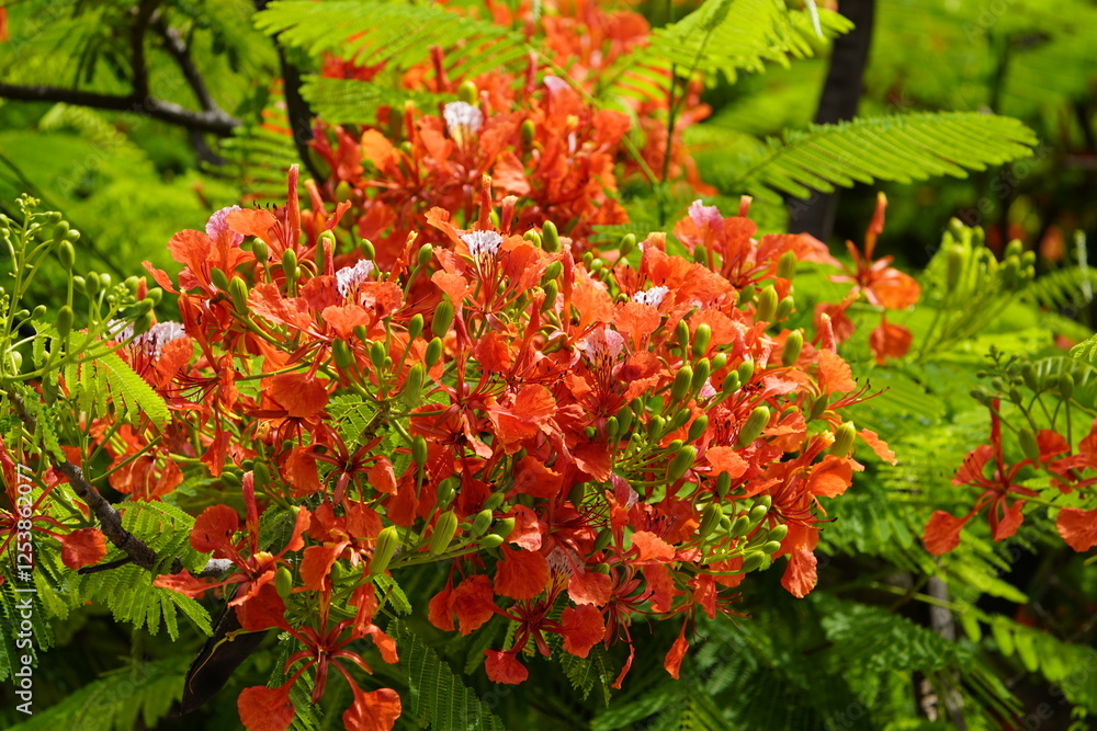 Delonix regia is a species of flowering plant in the bean family Fabaceae, subfamily Caesalpinioideae native to Madagascar. Fortaleza Ceará, Brazil. Delonix regia is a species of flowering plant in the bean family Fabaceae, subfamily Caesalpinioideae native to Madagascar. Fortaleza Ceará, Brazil.