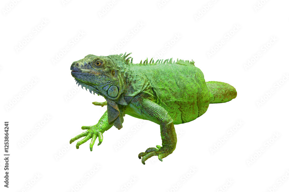 Obraz premium Green iguana isolated on white background