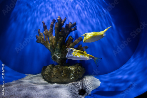 The two longhorn cowfish in the aquarium photo