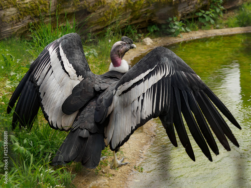 Andean condor - spread wings